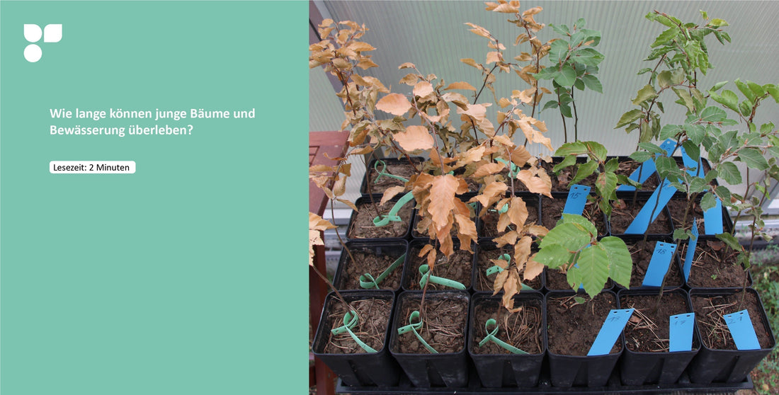 Trockenstressversuch mit Buchensetzlingen