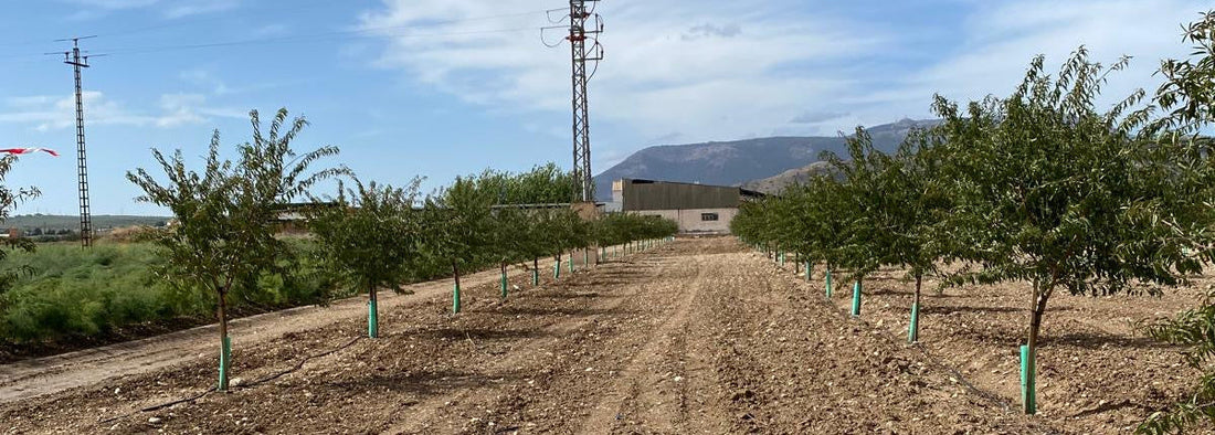 Einsatz von RETENTIS® bei Neupflanzungen von Mandeln
