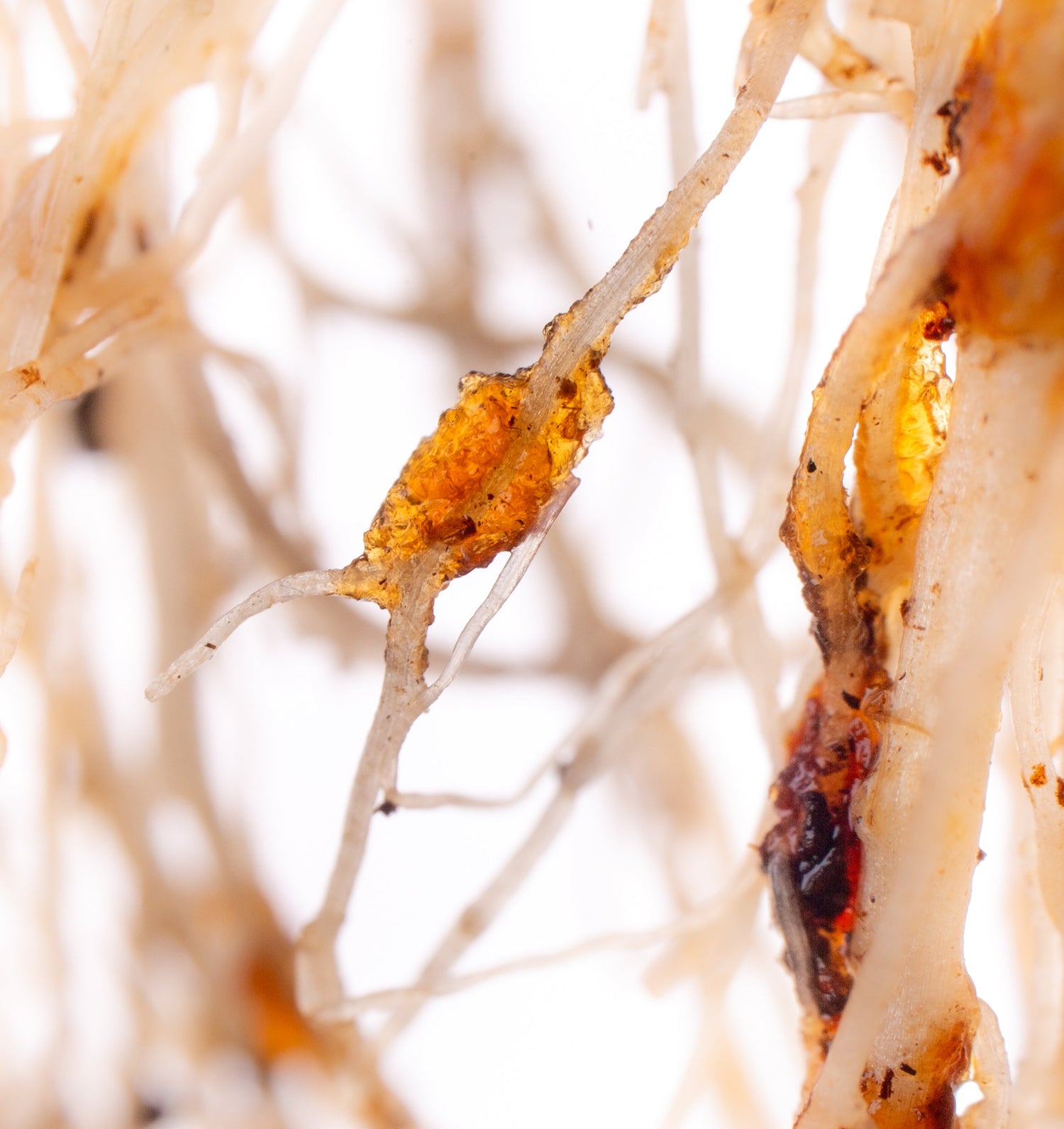 Makroaufnahme von Pflanzenwurzeln mit deutlich sichtbarem, bernsteinfarbenem RETENTIS®-Wasserspeichergel von Agrobiogel, das Wasser und Nährstoffe speichert.