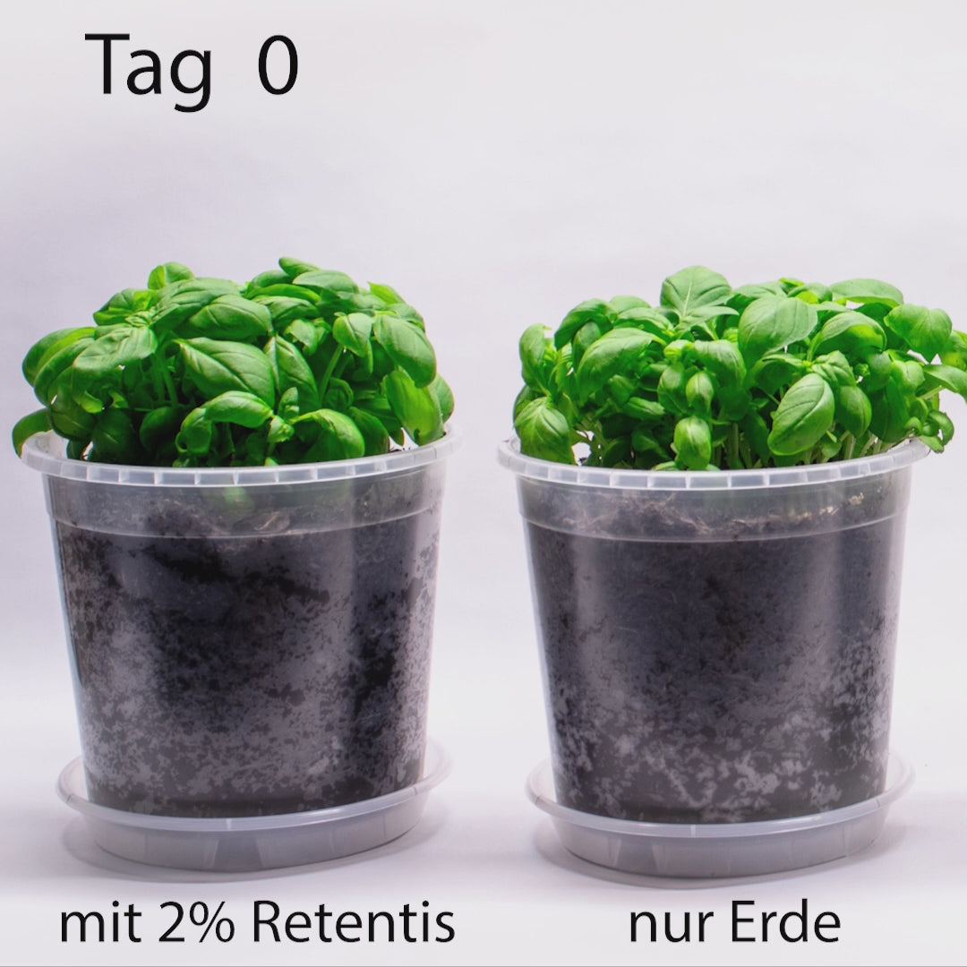 Timelapse-Video über 21 Tage: Zwei identische Basilikumtöpfe, links in Erde mit 2 % RETENTIS®-Wasserspeichergel von Agrobiogel, rechts in herkömmlicher Erde. Ohne Bewässerung bleibt die RETENTIS®-Pflanze sattgrün und vital, während die unbehandelte Pflanze sichtbar vertrocknet.