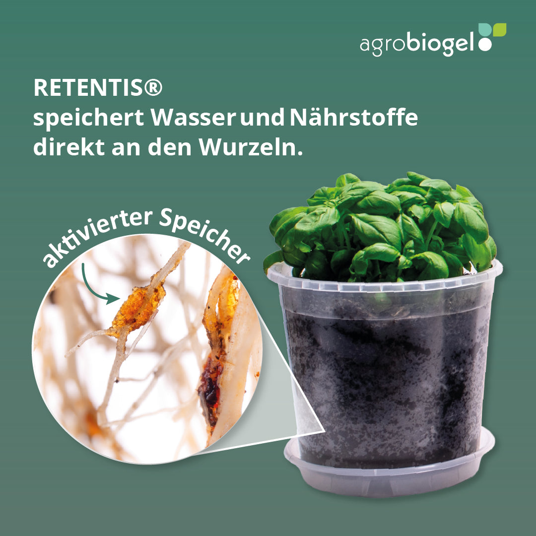 Agrobiogel RETENTIS container plant demonstrating hydrogel soil water retention at roots