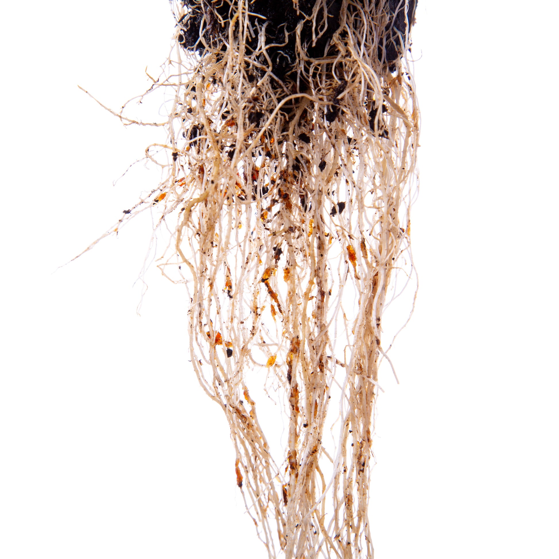 Plant roots suspended in soil demonstrating hydrogel soil water retention by Agrobiogel