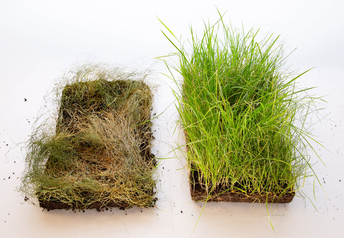 RETENTIS® für Rasen. Grün bleiben, auch wenn der Sommer brennt