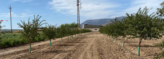 Einsatz von RETENTIS® bei Neupflanzungen von Mandeln