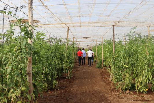 Einsatz von RETENTIS® im Tomatenanbau