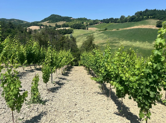 RETENTIS® im Fokus der Wissenschaft: Wie unser ligninbasiertes Hydrogel Jungreben durch Sommerstress bringt