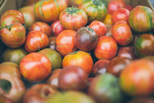 Gesunde, zahlreiche Tomaten. Der Bauer hat hier mit Retentis gearbeitet