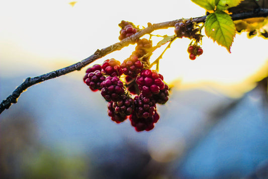 Himbeerstrauch der dicke saftige Himbeeren trägt weil der Bauer Retentis verwendet hat