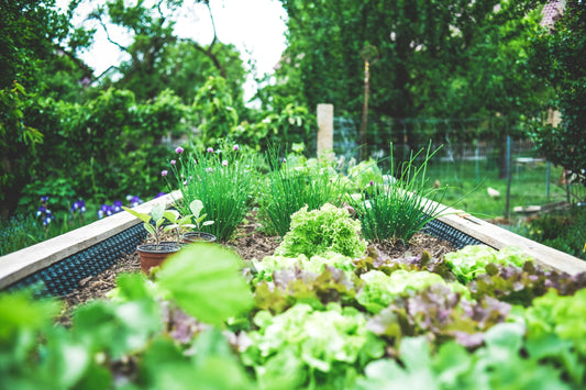 “plants drying out even when watered”  “potted plants dry out quickly”  “how to water less often”  “soil doesn’t retain water”  “keeping plants hydrated while on vacation”  “raised bed drying out in heat”  “water storage for balcony plants”