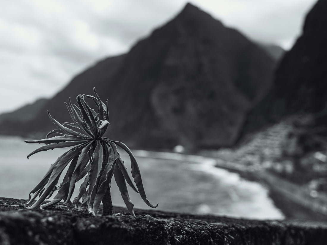 Eine fast vertocknete Pflanze, mit RETENTIS würde sie gedeihen