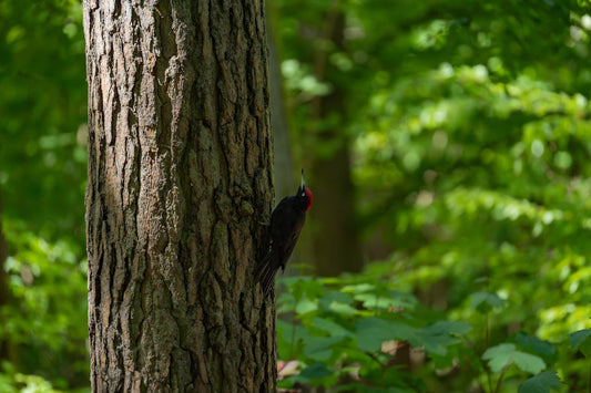 Lignin sinnvoll nutzen