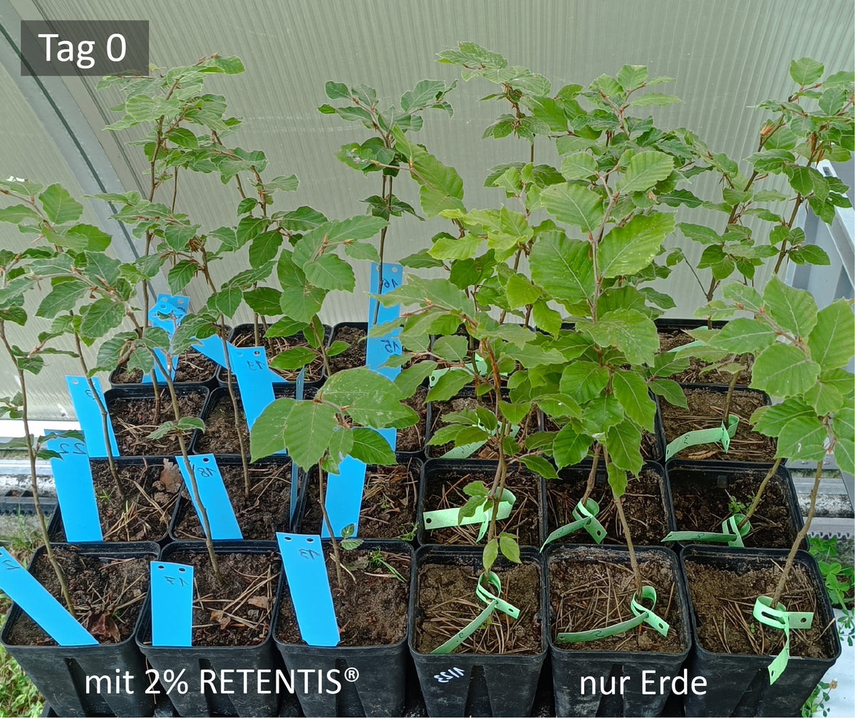 Rotbuchensetzlinge am Tag 0, beide Gruppen gleich vital
