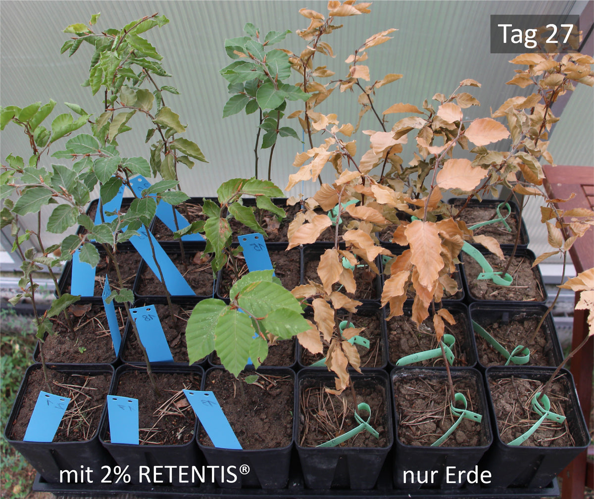Dieselben Rotbuchensetzlinge nach 27 Tagen ohne Wasser: links mit RETENTIS® grün, rechts vertrocknet