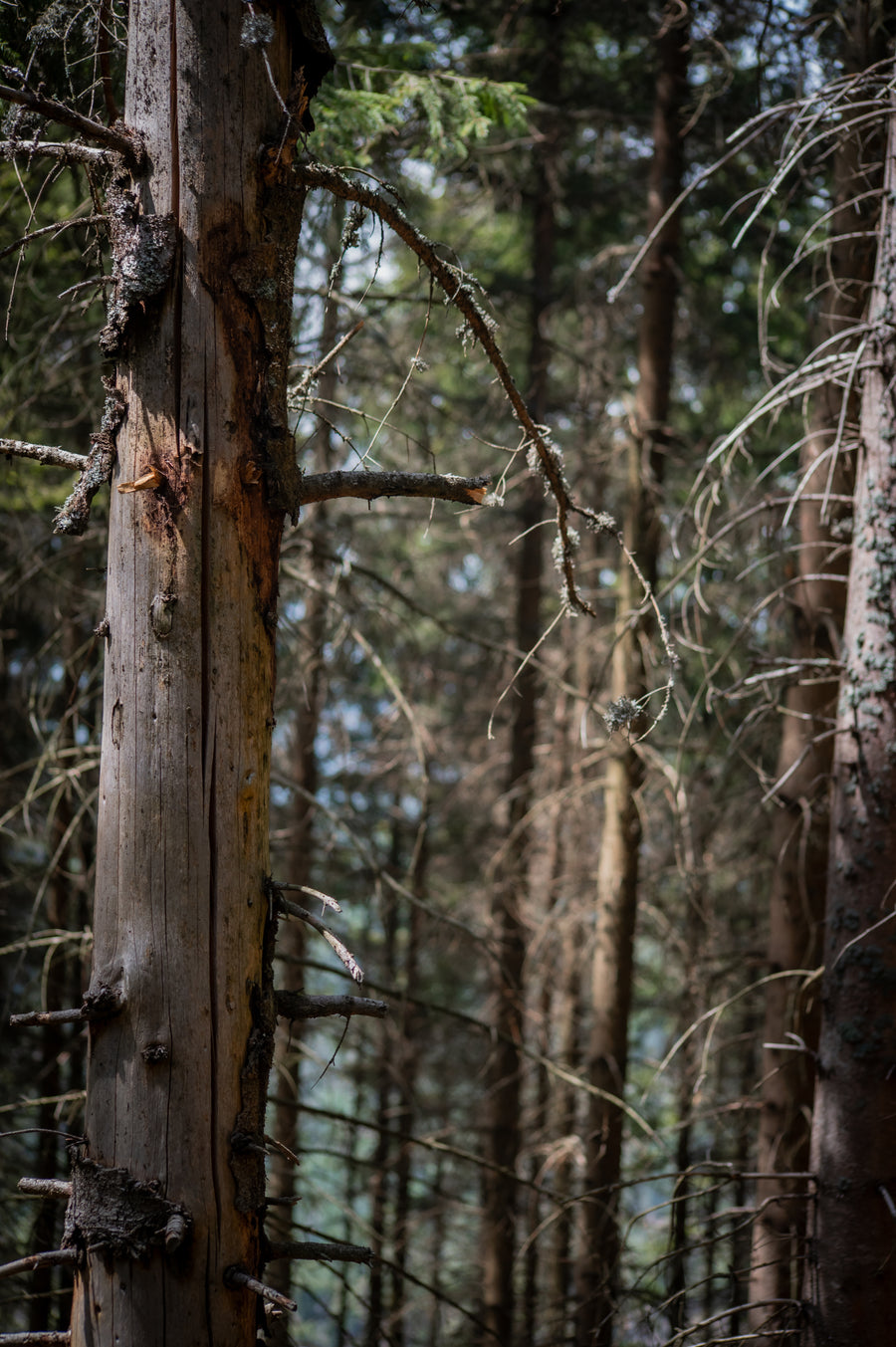 Abgestorbener Fichtenstamm in einem Nadelwald