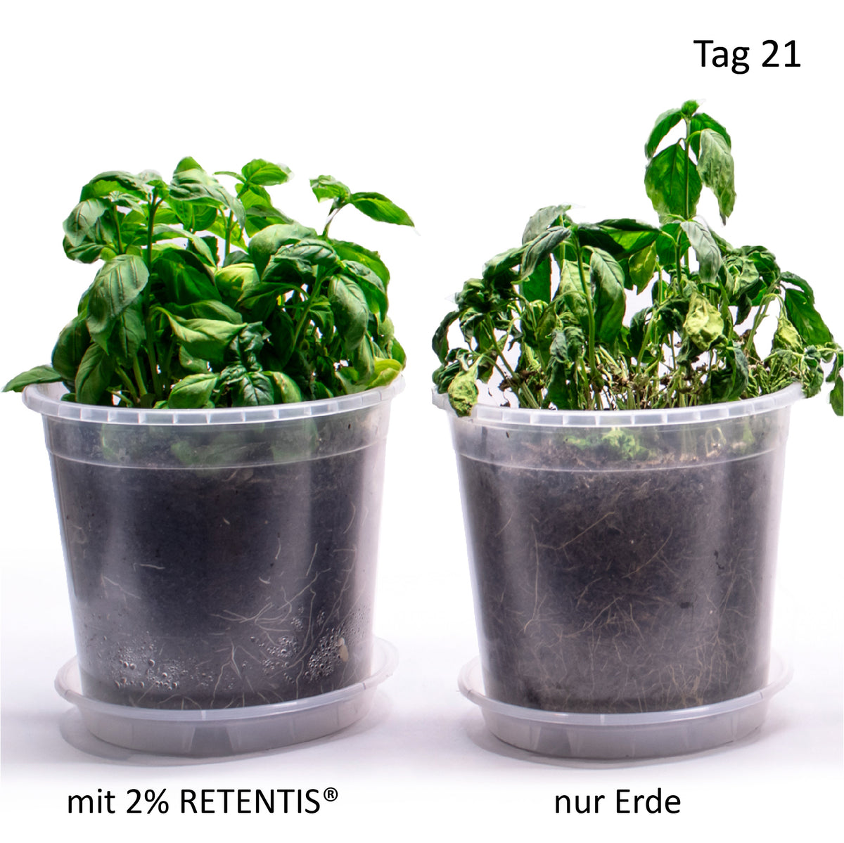 Dieselben Basilikumpflanzen nach 21 Tagen ohne Wasser: links mit RETENTIS® vital, rechts vertrocknet