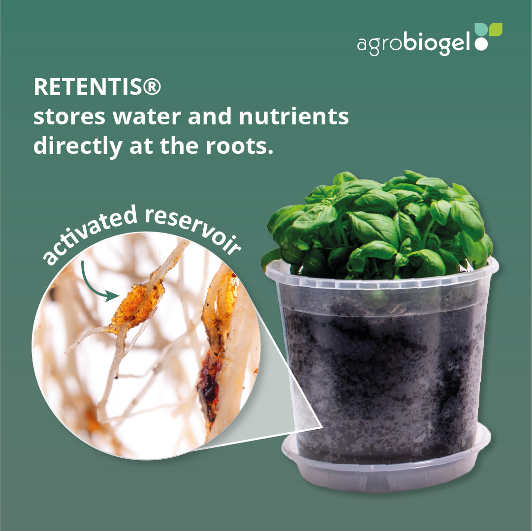 Basil plant in a transparent pot with RETENTIS® substrate from Agrobiogel, which stores water and nutrients directly at the roots, with an enlarged close-up of an activated storage grain in the root network.