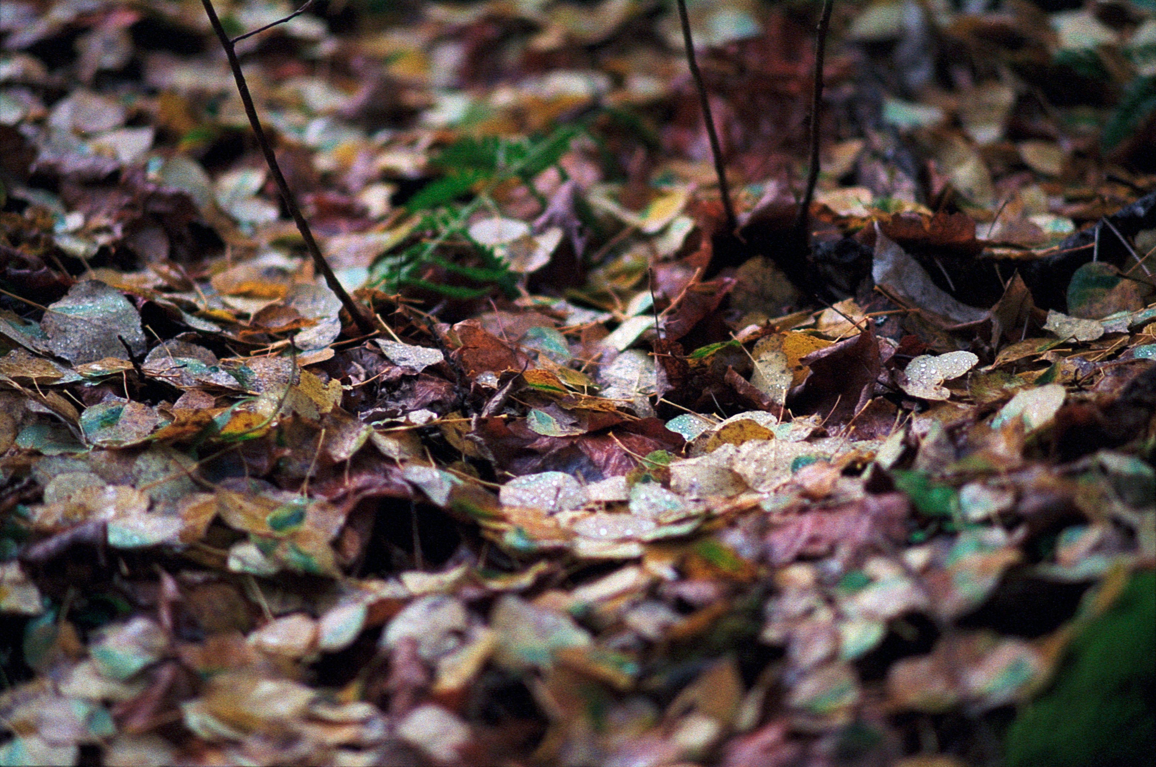 Video laden: YouTube-Video zeigt die Anwendung von RETENTIS® beim Pflanzen von Setzlingen im Wald. Mit einem Pflanzspaten wird ein Pflanzloch ausgehoben, RETENTIS® eingefüllt und mit einem Kreuzstich gleichmäßig in die Erde eingemischt, bevor der Setzling eingesetzt wird.