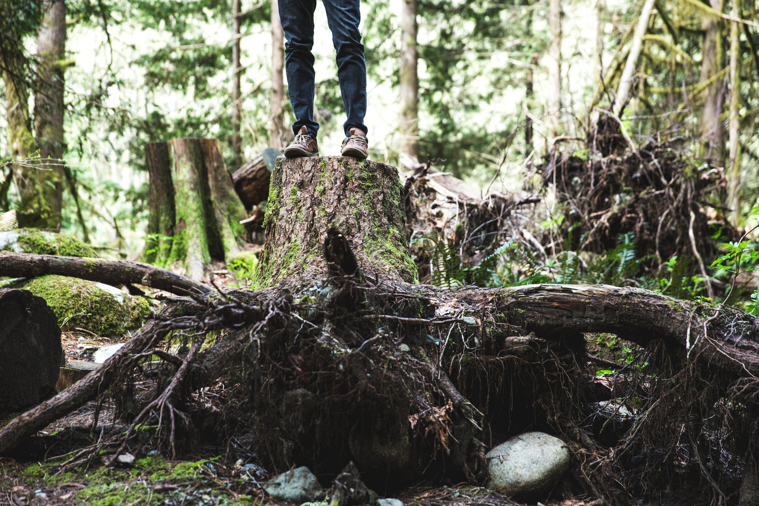 Person steht auf einem Baumstumpf mit Sneakers und man sieht die Wurzeln, Wald im Hintergrund