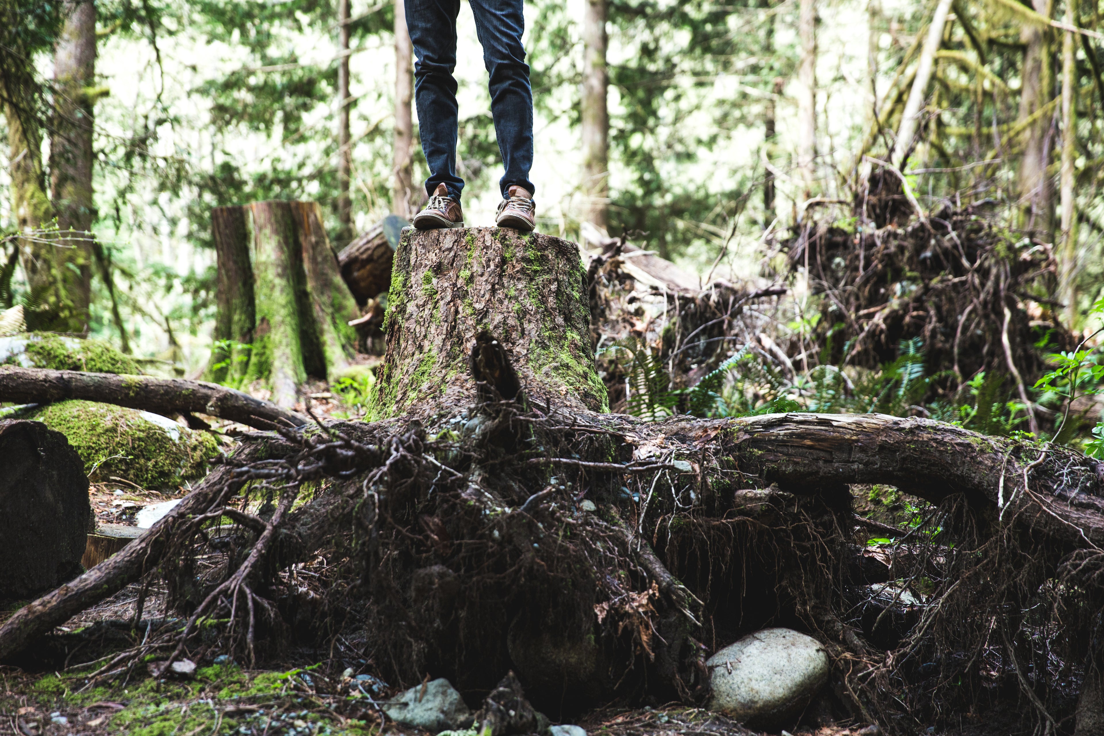 Person steht auf einem Baumstumpf mit Sneakers und man sieht die Wurzeln, Wald im Hintergrund